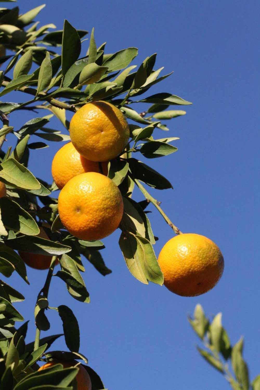            Fruit (Riverside, CA)   